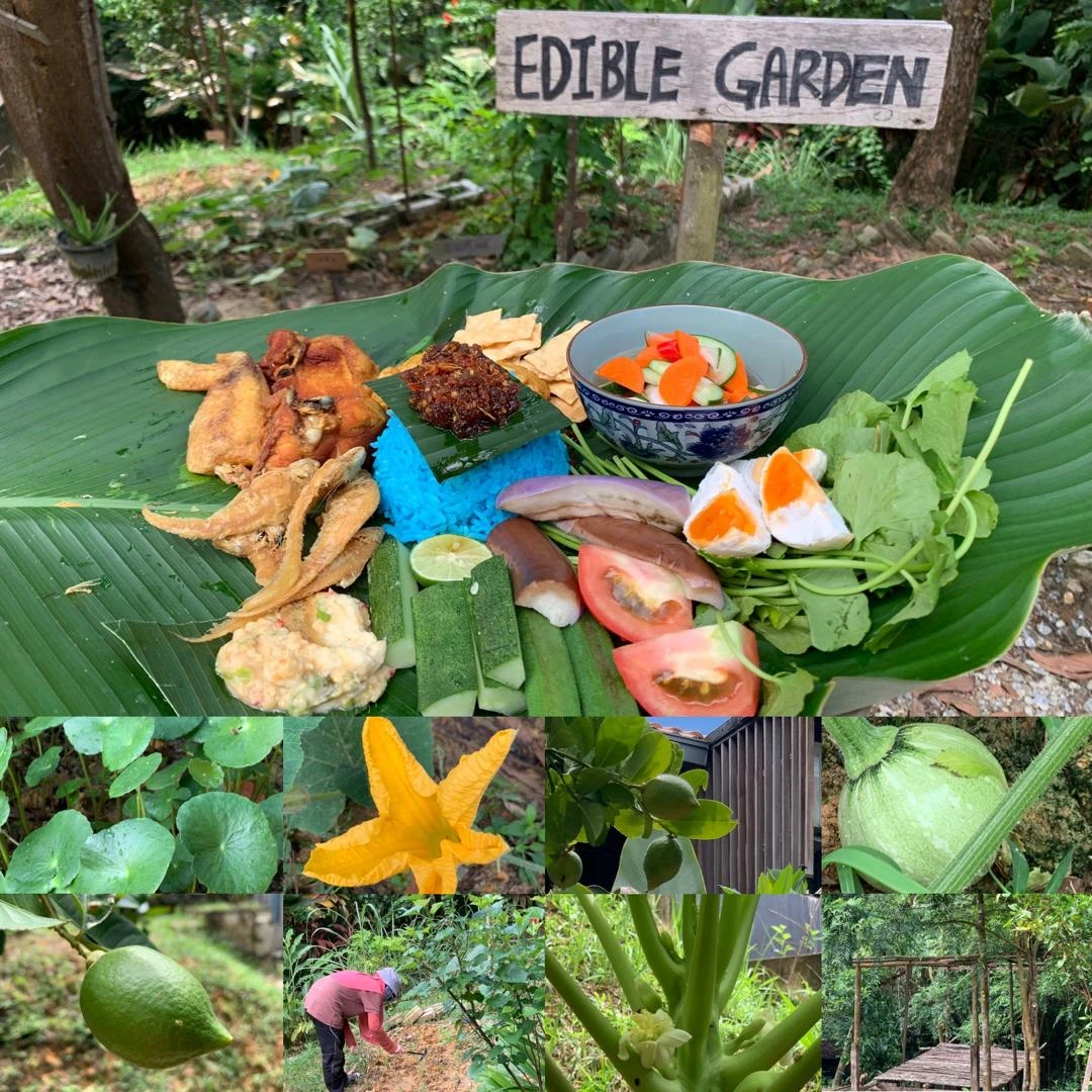 Edible garden